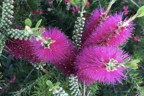 Callistemon at the Tropical Zoological Garden in La Londe les Maures