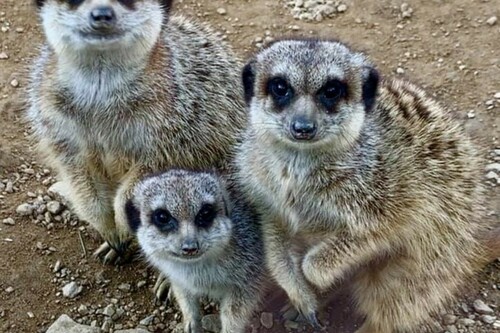 Meerkats at the Tropical Zoological Garden in La Londe les Maures
