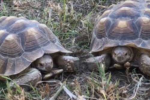 African tortoises at the Tropical Zoological Garden in La Londe les Maures