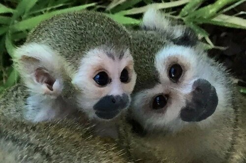 Die Eichhörnchen-Affen im Tropischen Zoologischen Garten in La Londe les Maures