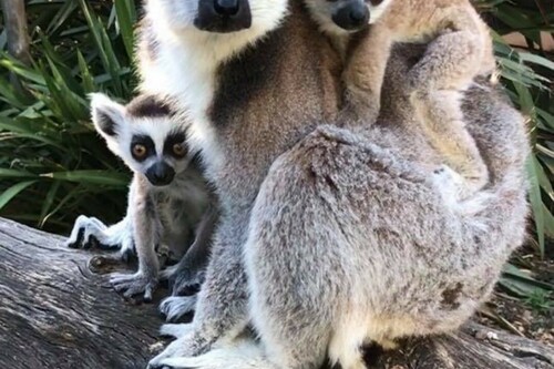 Die Lemuren im Tropischen Zoologischen Garten in La Londe les Maures