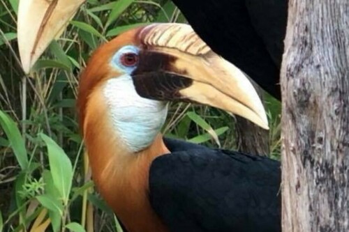 Seltene exotische Vögel im Jardin Zoologique Tropical in La Londe les Maures