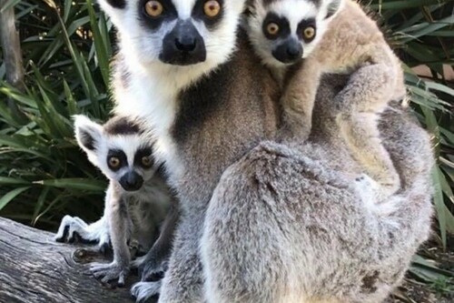 Die Lemuren