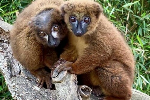 Lemure dal ventre rosso al Giardino zoologico tropicale di La Londe les Maures