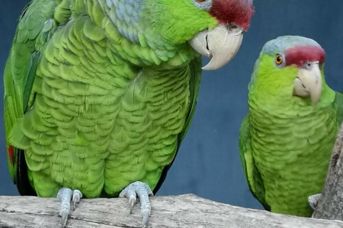Exotische Vögel im Tropischen Zoologischen Garten