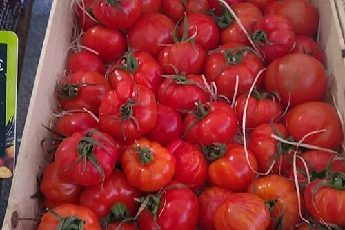 Tomates au Primeurs Cyclades de Gassin - https://gassin.eu