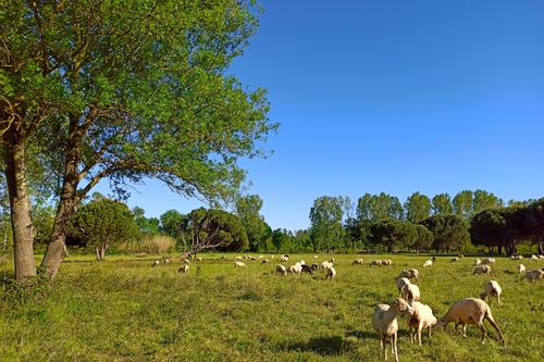 Moutons paissant près des Marines de Gassin https://gassin.eu