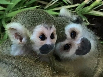 Squirrel monkeys at the Tropical Zoological Garden in La Londe les Maures